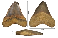 Megaselachus ligierensis